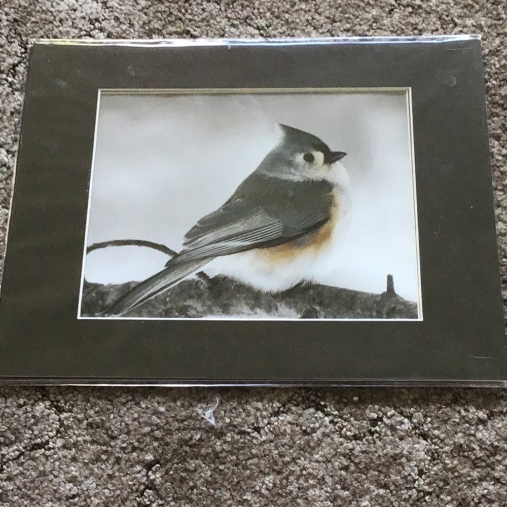 Bird Picture